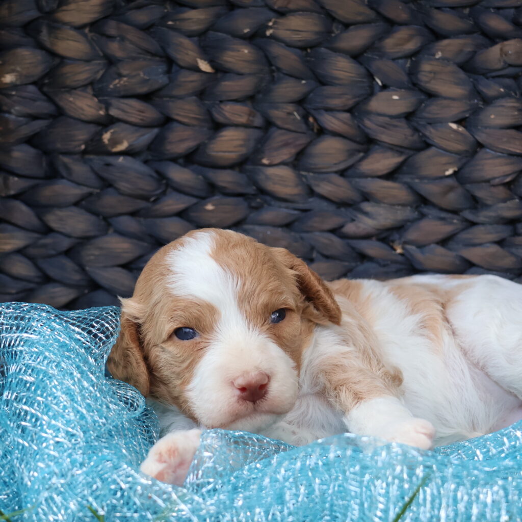 cavapoo puppies near me
