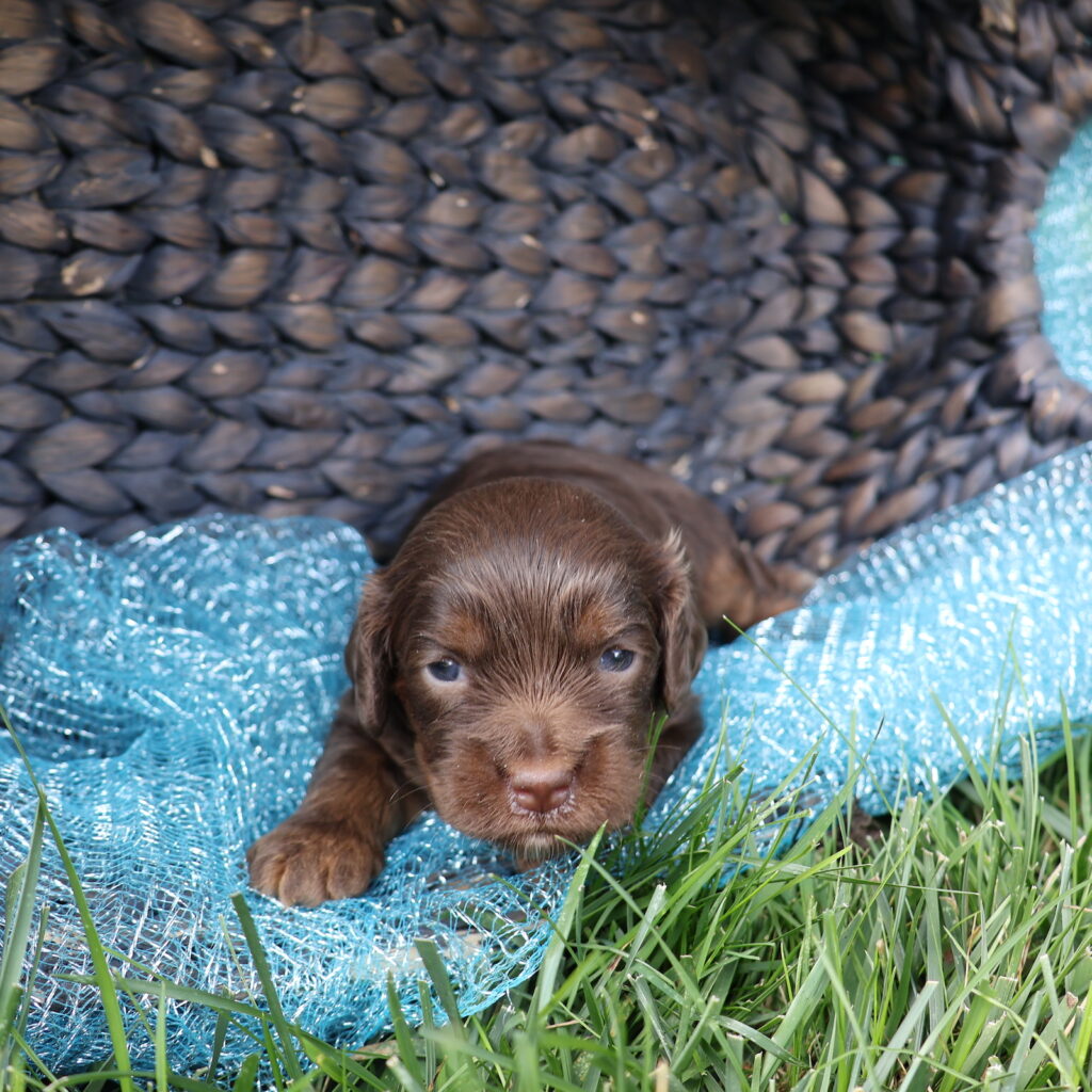 cavapoo puppies near me