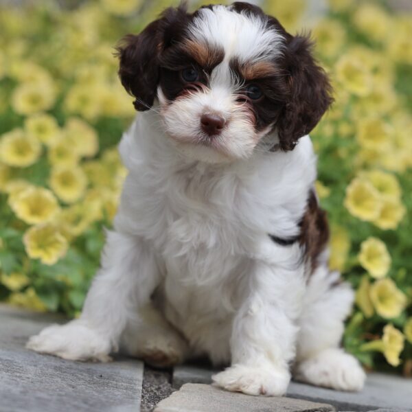 cavapoo puppies near me