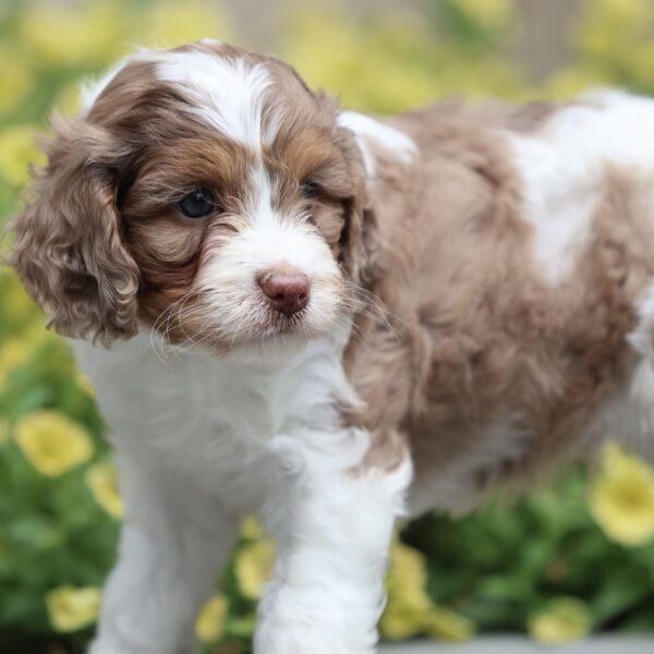 cavapoo puppies near me