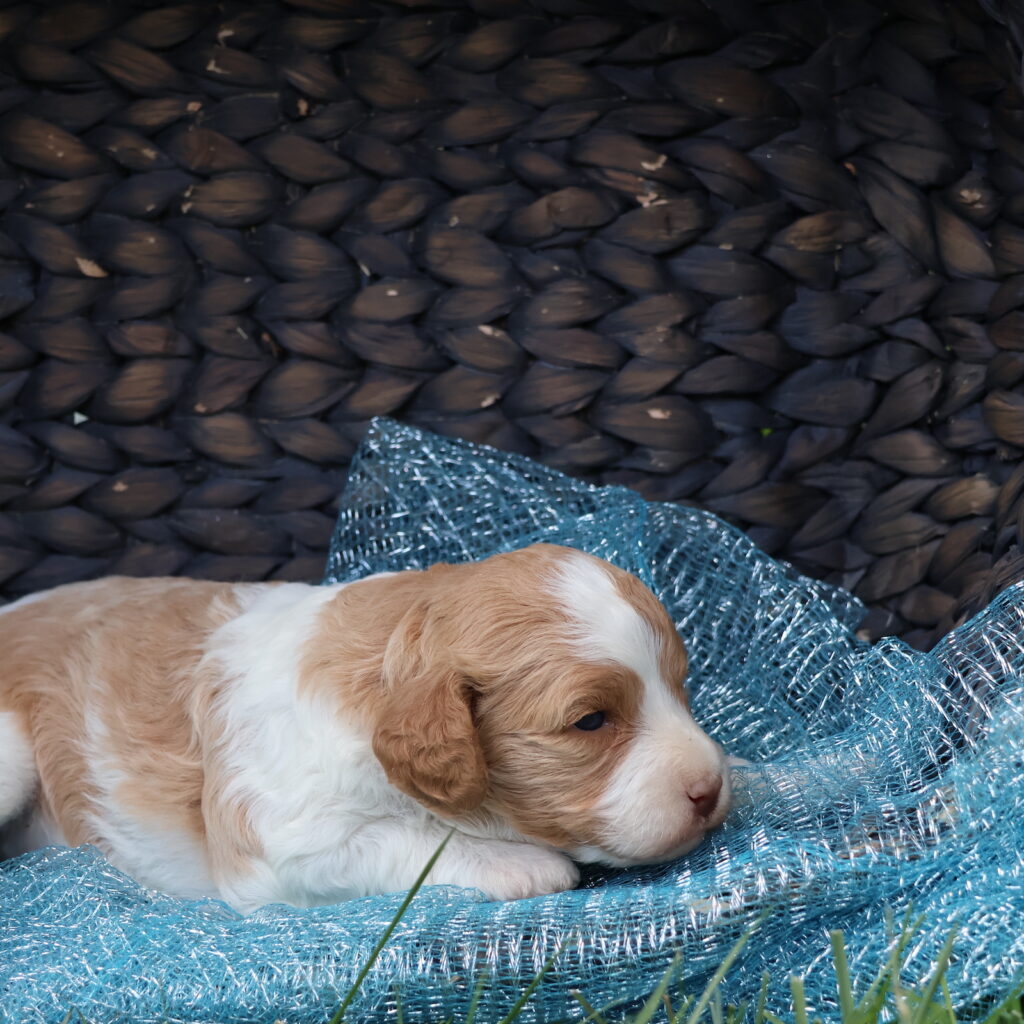 cavapoo puppies near me for sale