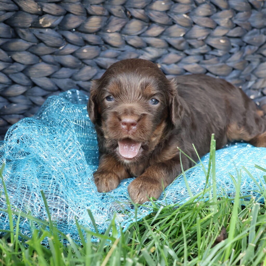 cavapoo puppies near me for sale