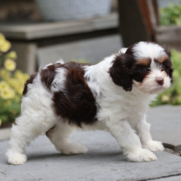 cavapoo puppies near me for sale