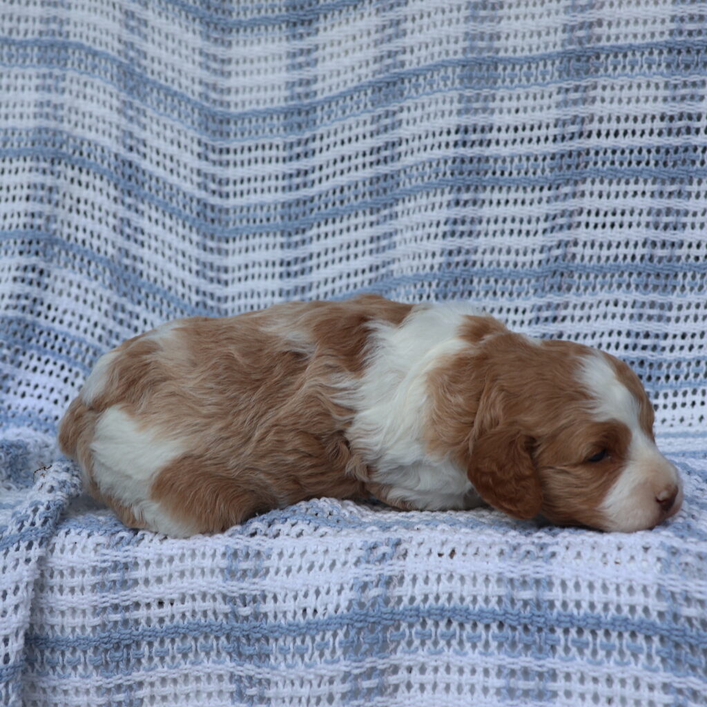 cavapoo puppy