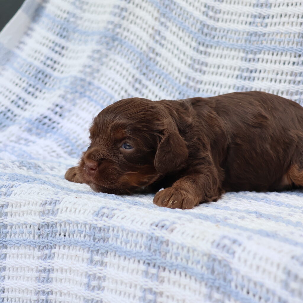 cavapoo puppy