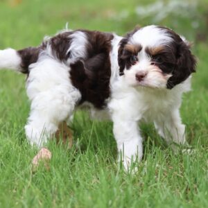 cavapoo puppy
