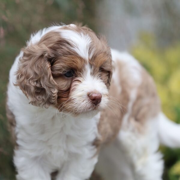 cavapoo puppy