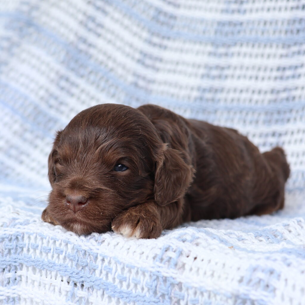 cavapoo puppy breeders