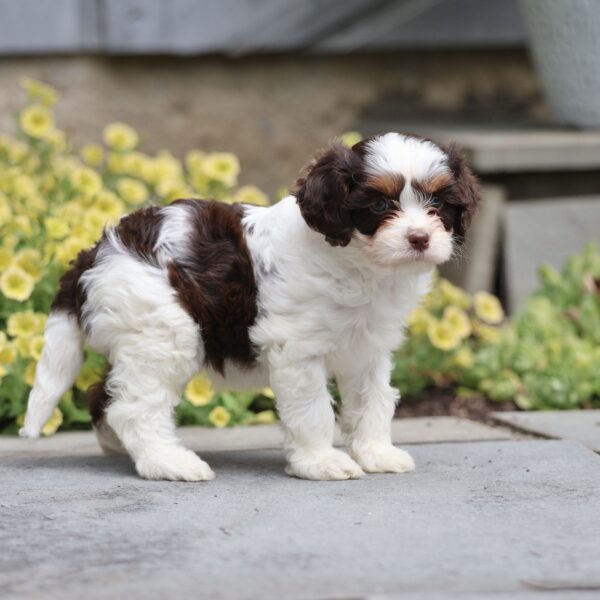 cavapoo puppy breeders