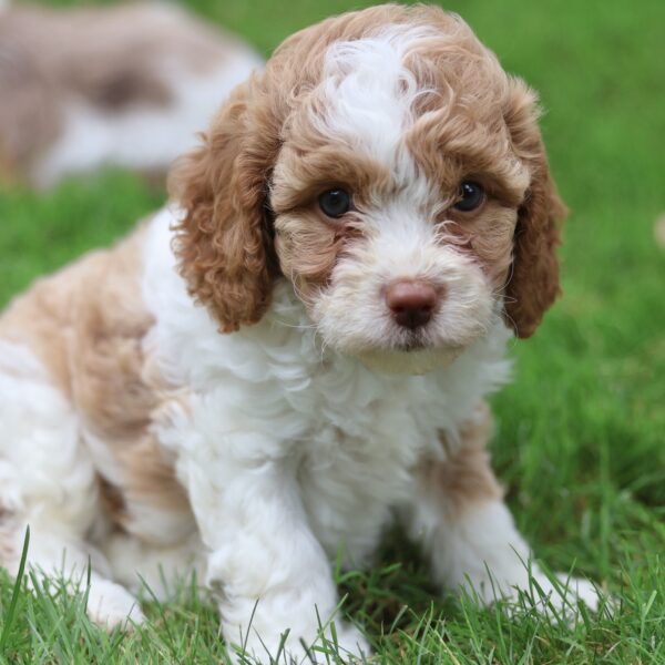 cavapoo puppy breeders