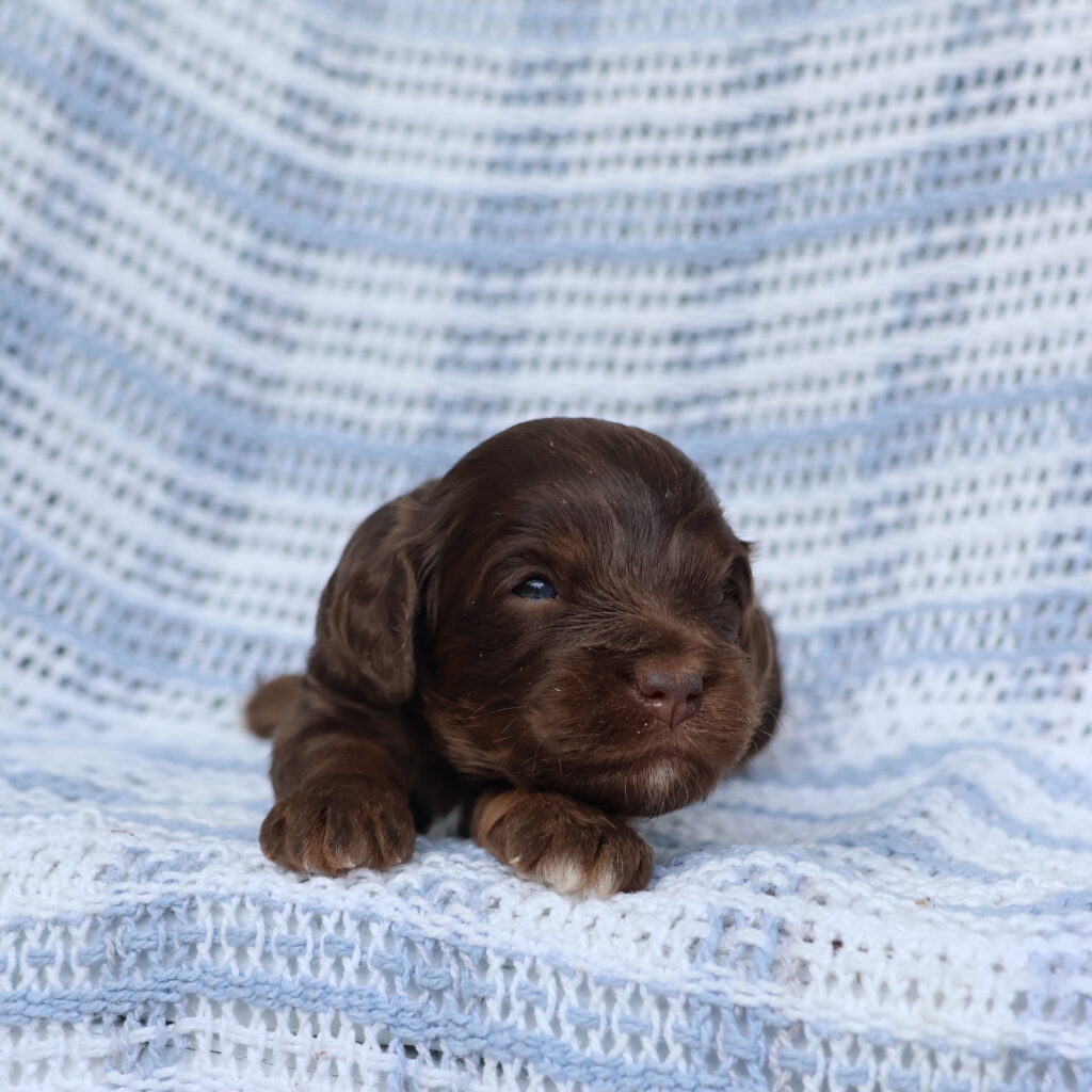 cavapoo puppy for sale