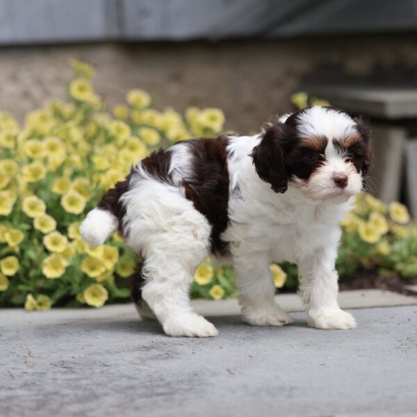 cavapoo puppy for sale
