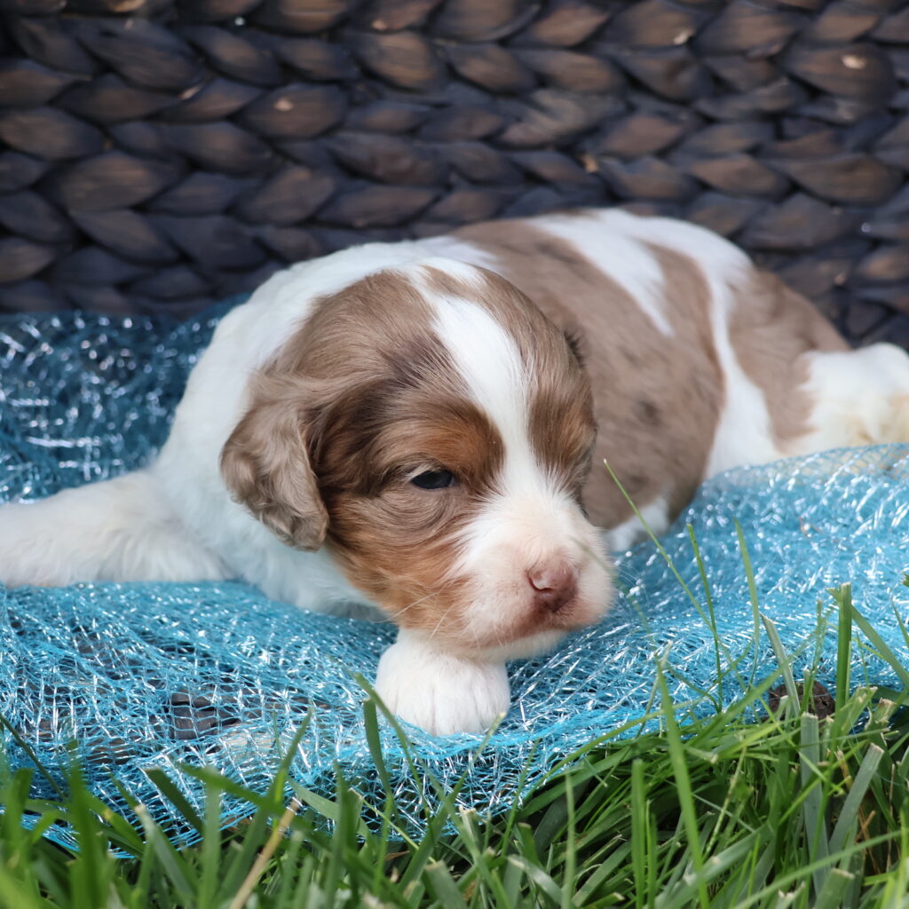 cavapoo puppy for sale