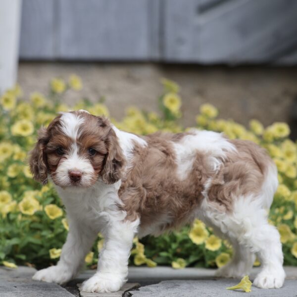 cavapoo puppy for sale