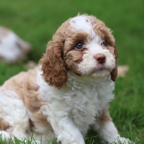 cavapoo puppy for sale