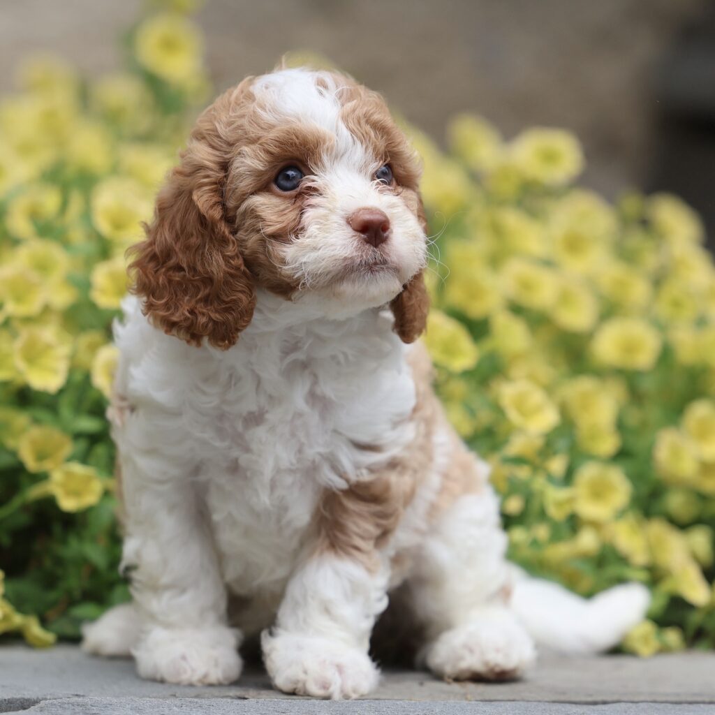 cavapoo puppy for sale near me