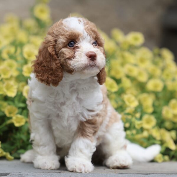 cavapoo puppy for sale near me