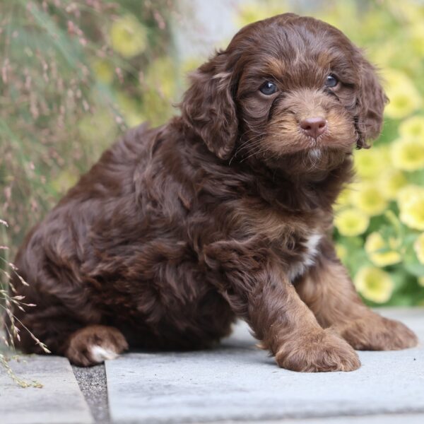 cute cavapoo puppies