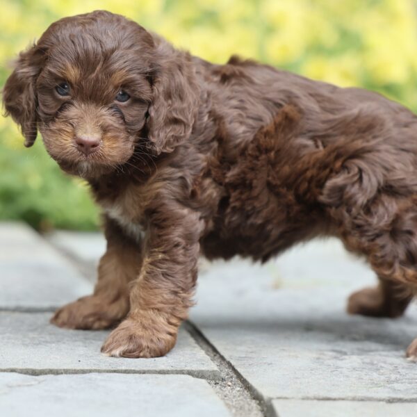 f1 cavapoo puppies for sale