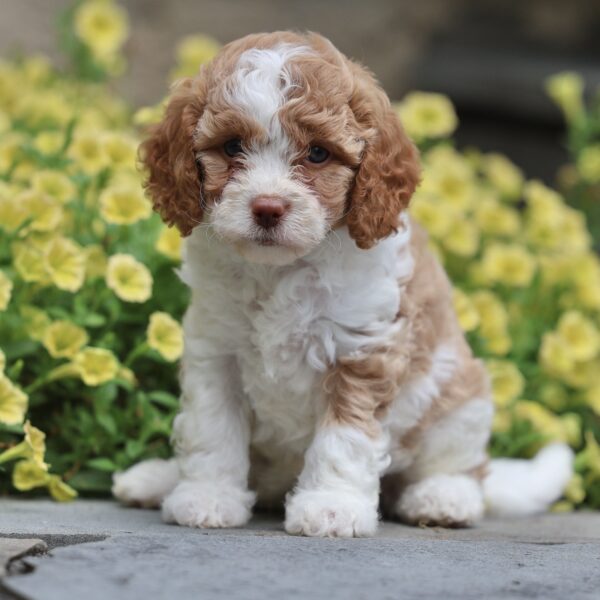 mini cavapoo puppies