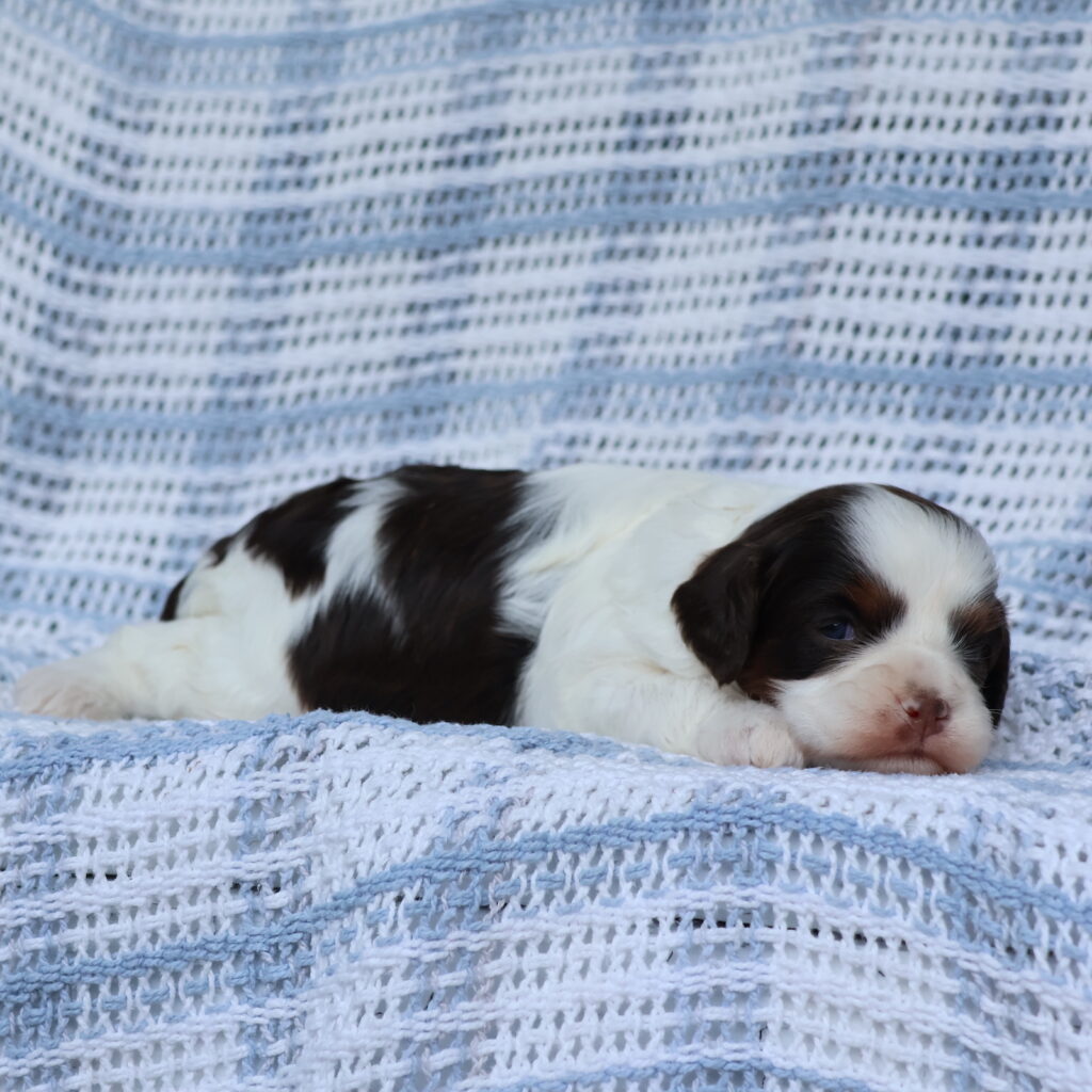 mini cavapoo puppies