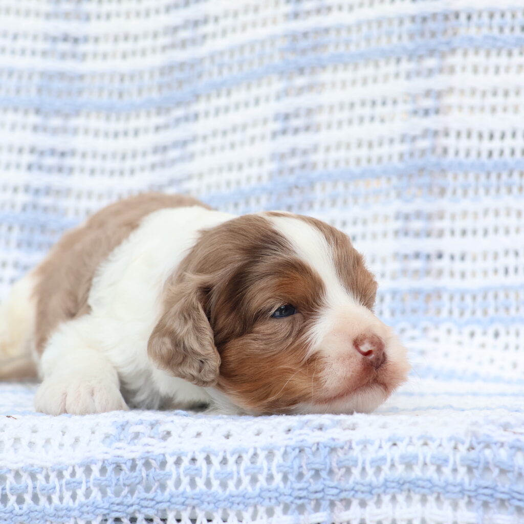 mini cavapoo puppies