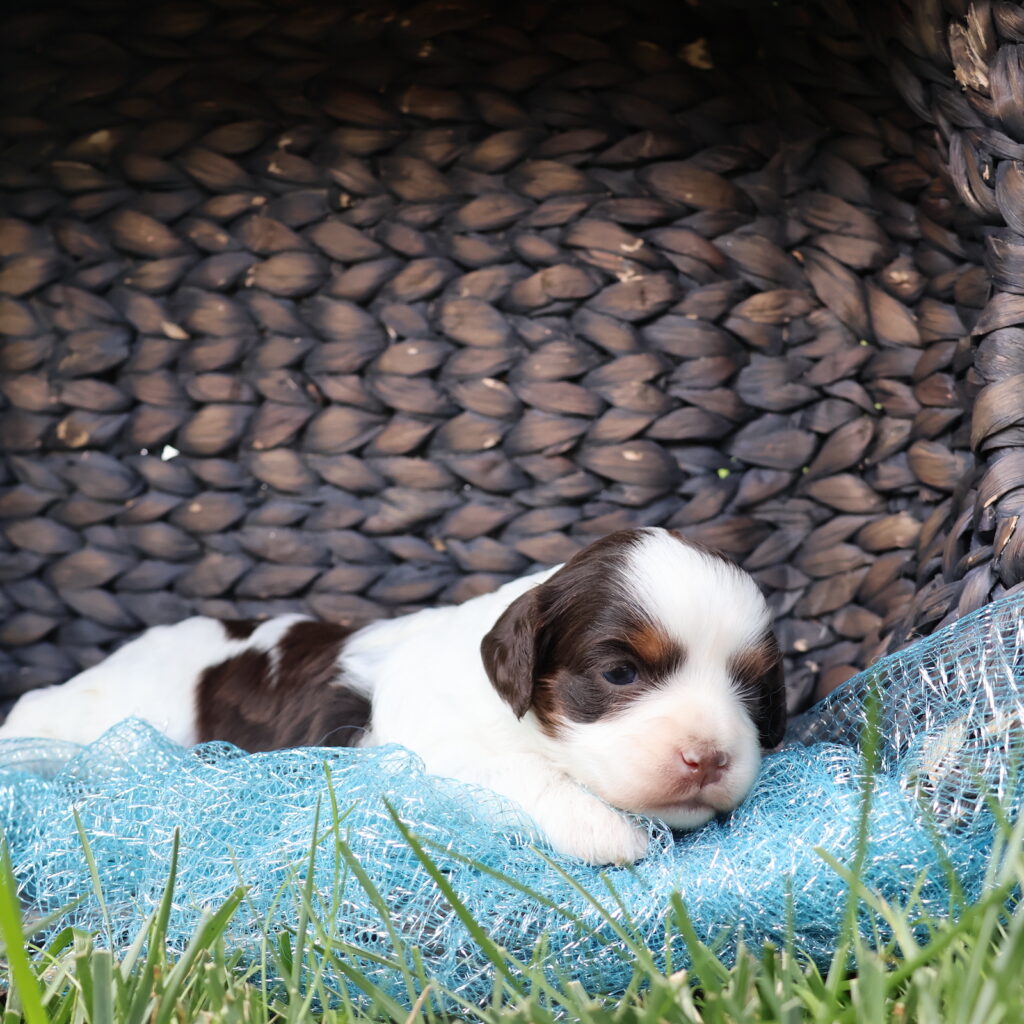 mini cavapoo puppies for sale