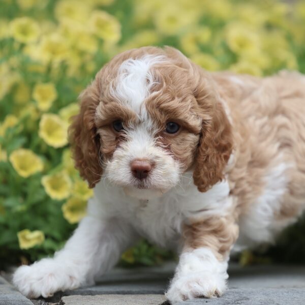 mini cavapoo puppies for sale