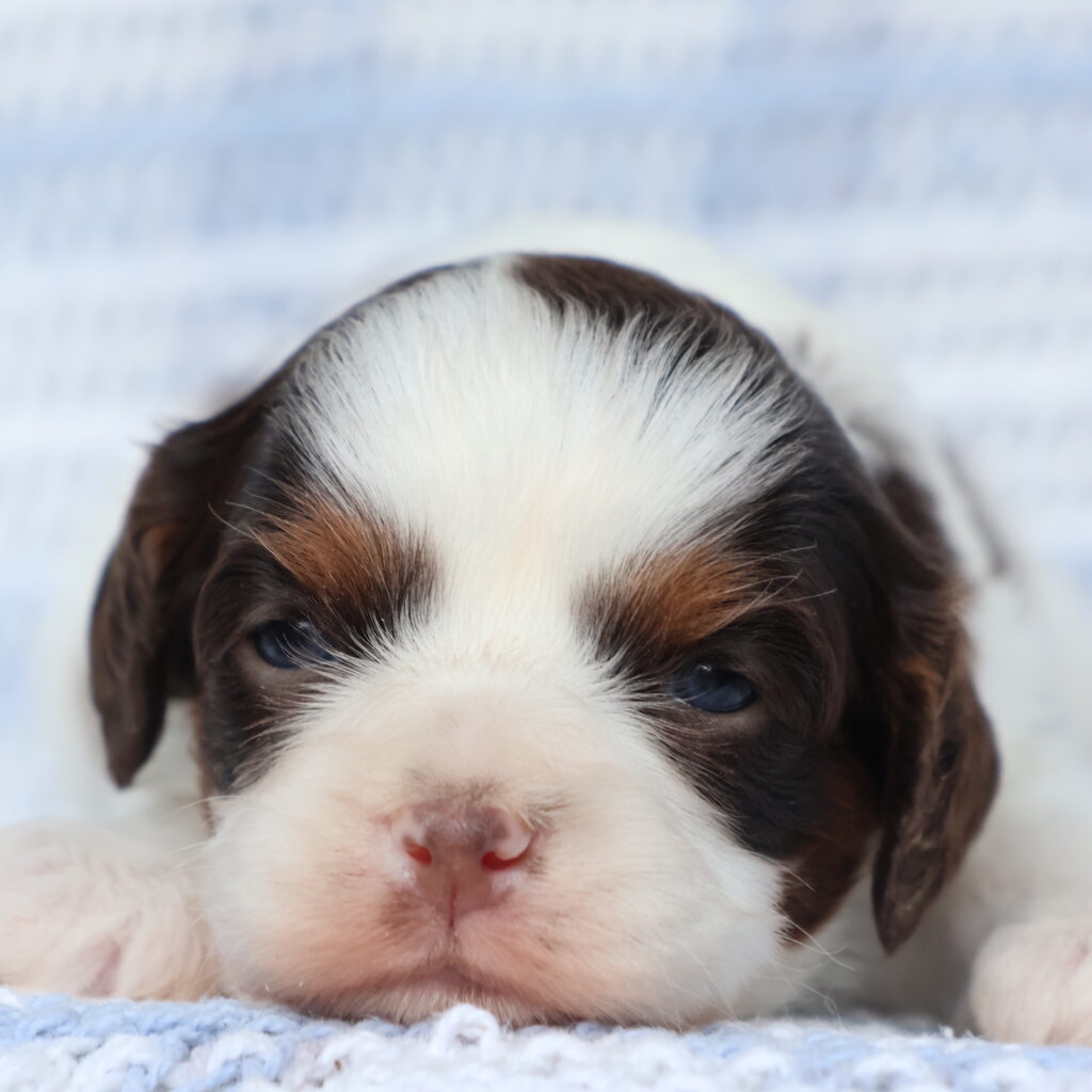miniature cavapoo puppies