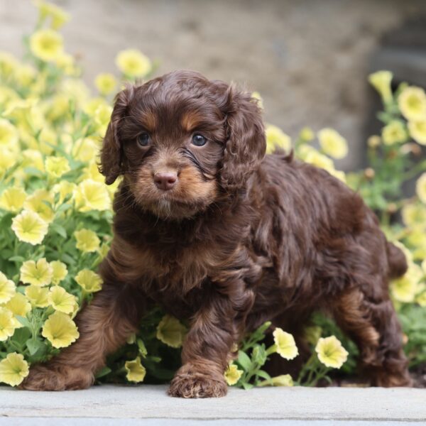 miniature cavapoo puppies