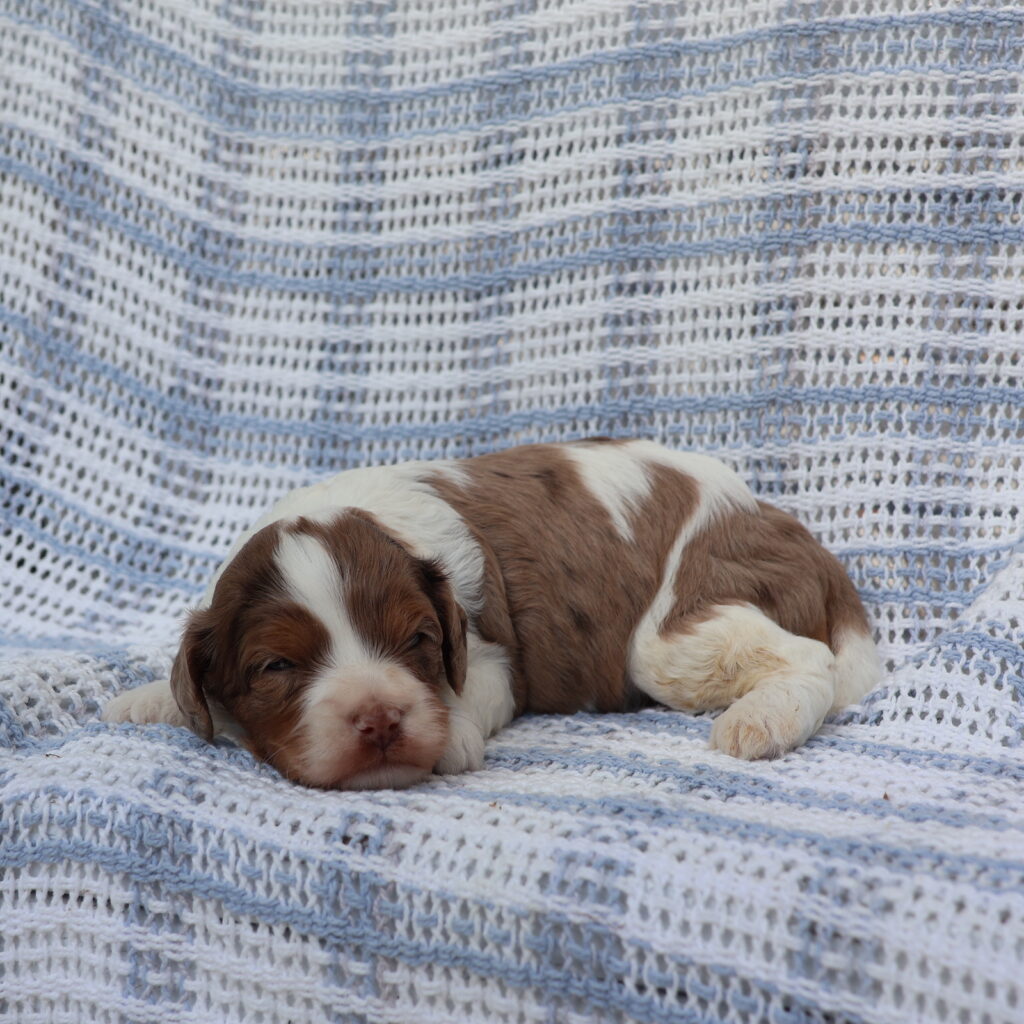 miniature cavapoo puppies for sale