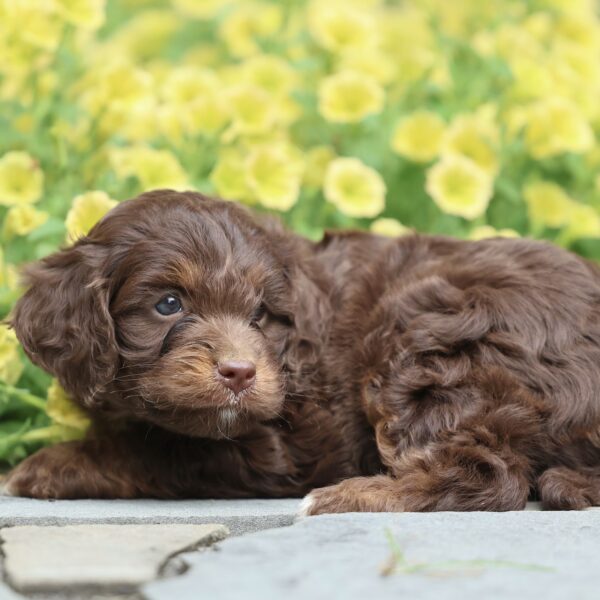 puppies cavapoo