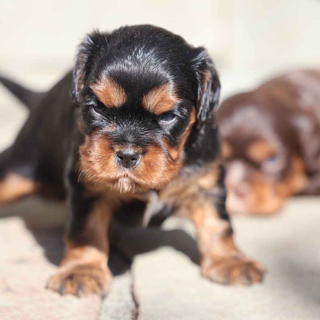 Cavalier Puppies