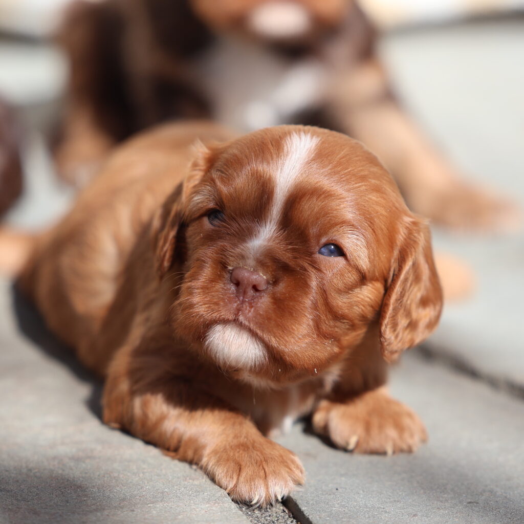 Cavalier Puppies For Sale