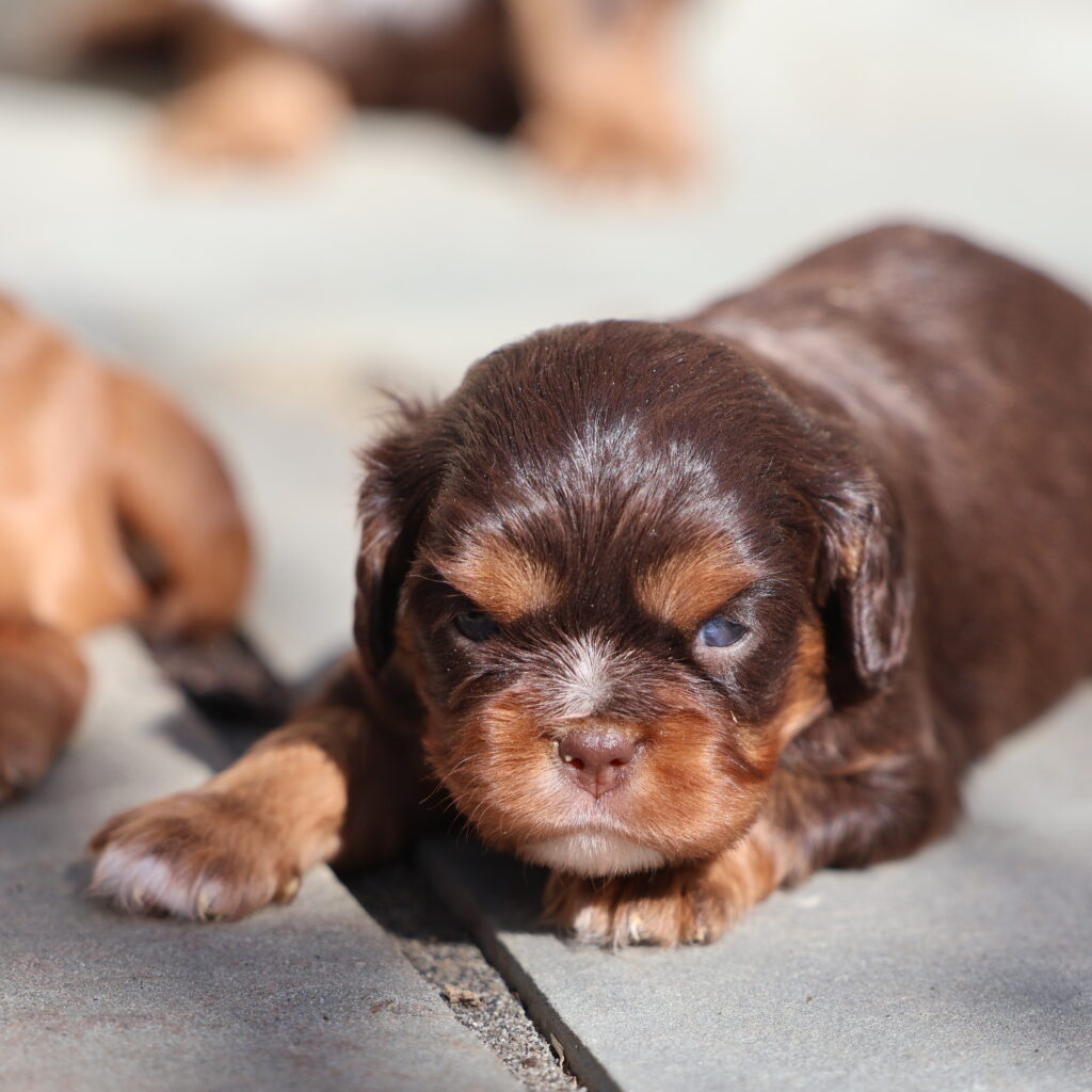 Cavalier Puppy