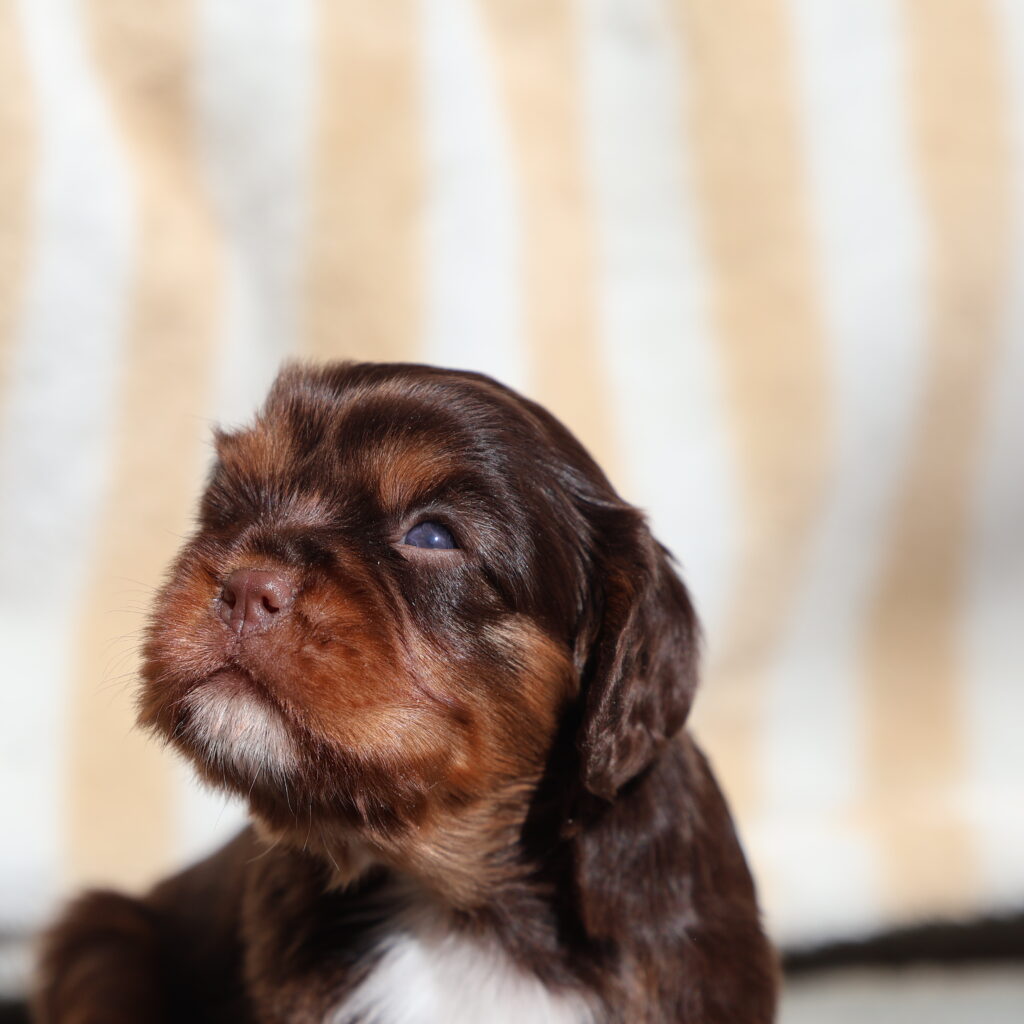 King Charles Cavalier Puppies For Sale