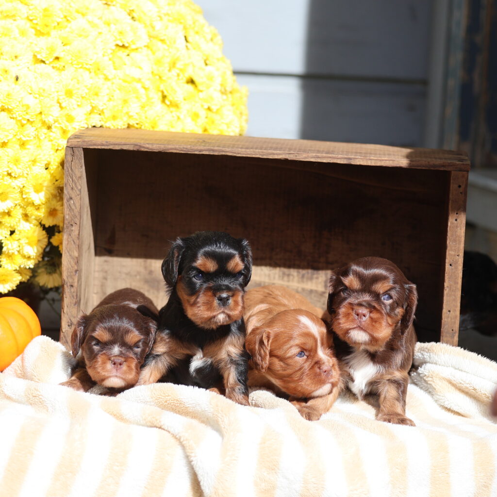 King Charles Cavaliers