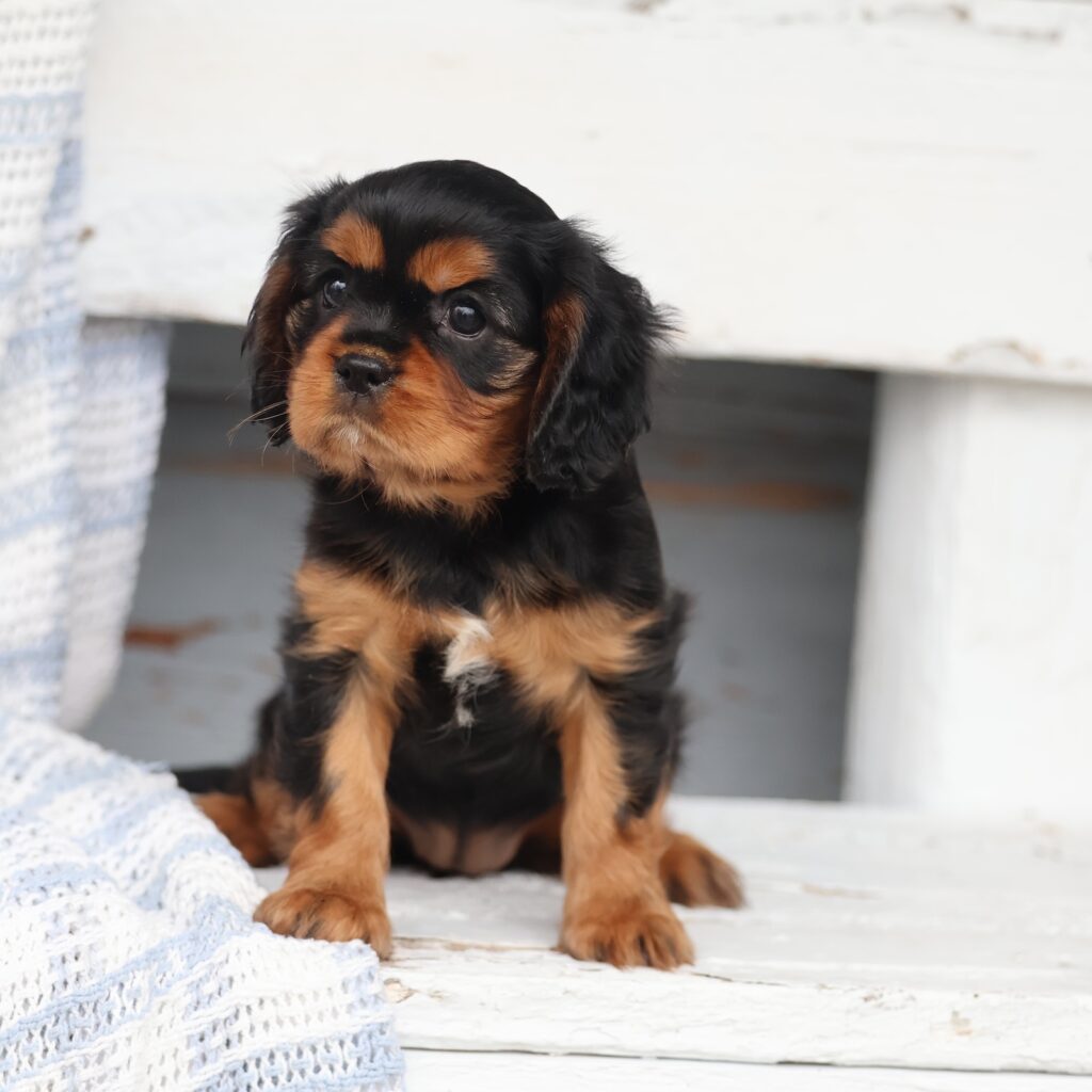 black and tan cavalier king charles spaniel