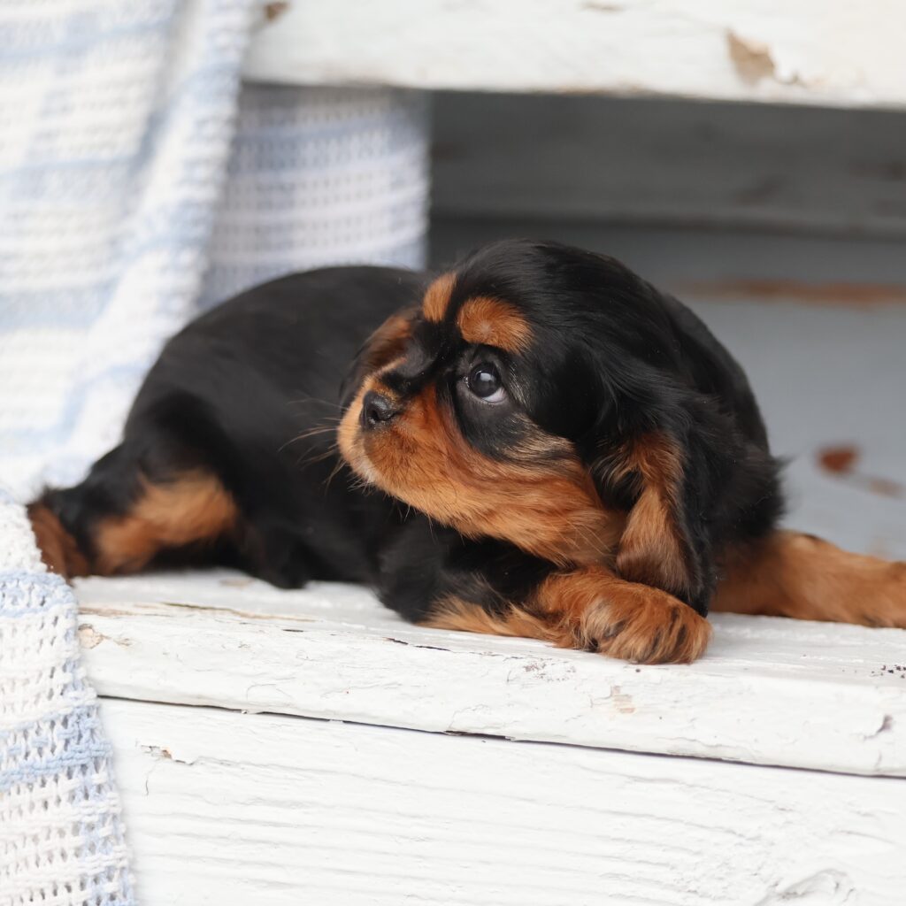 black and tan cavalier king charles spaniel for sale