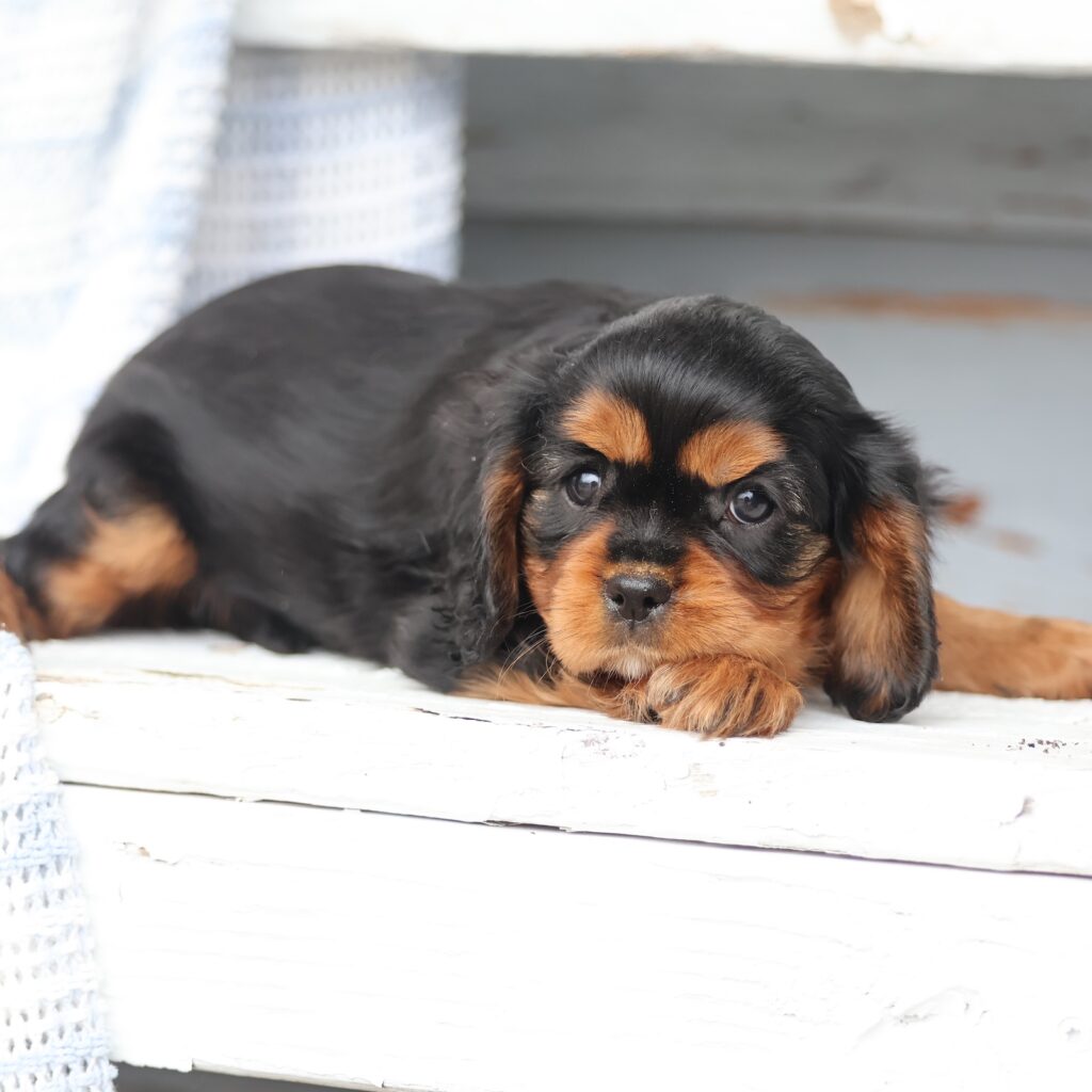 black and tan cavalier king charles spaniel puppies for sale