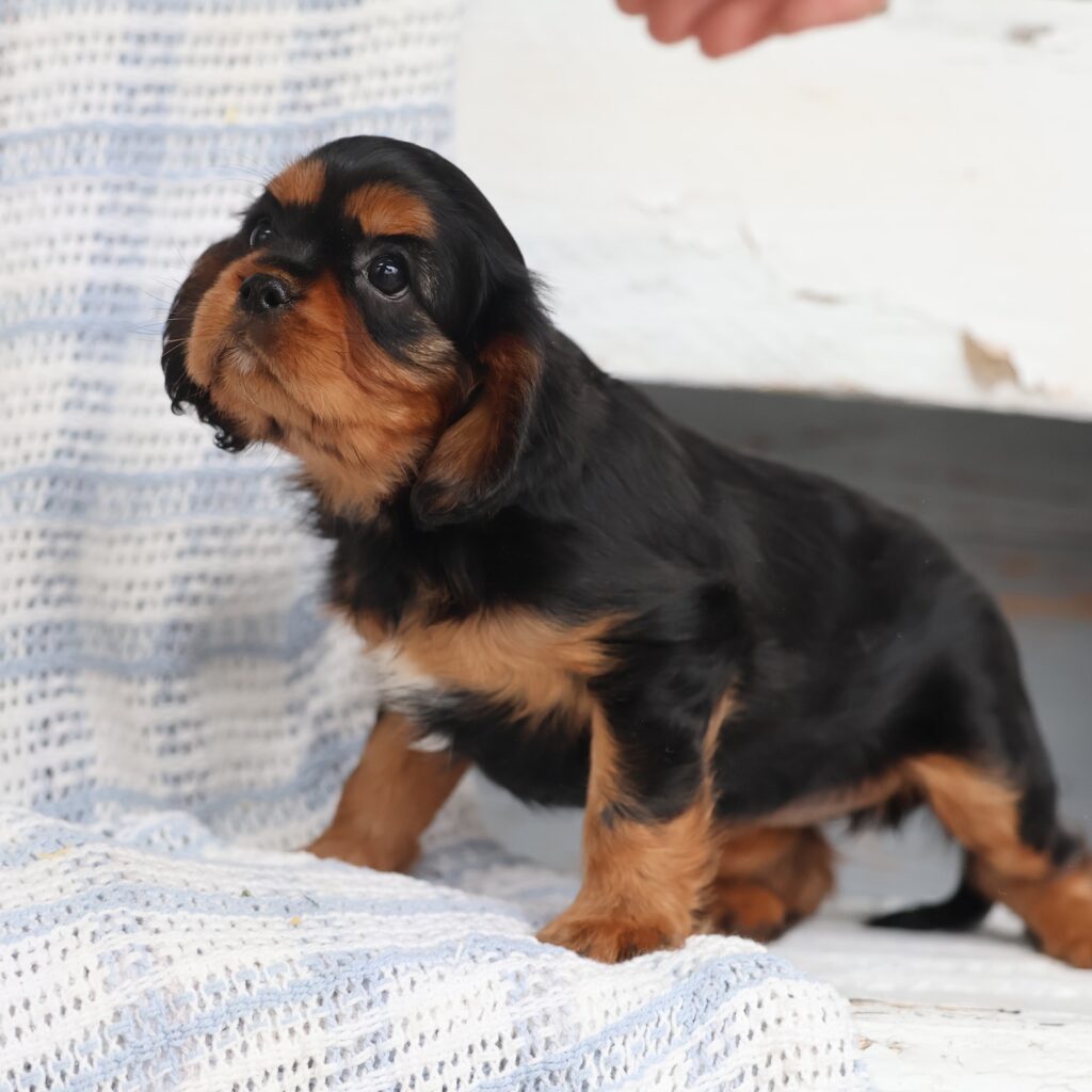 black and tan cavalier king charles spaniel puppy