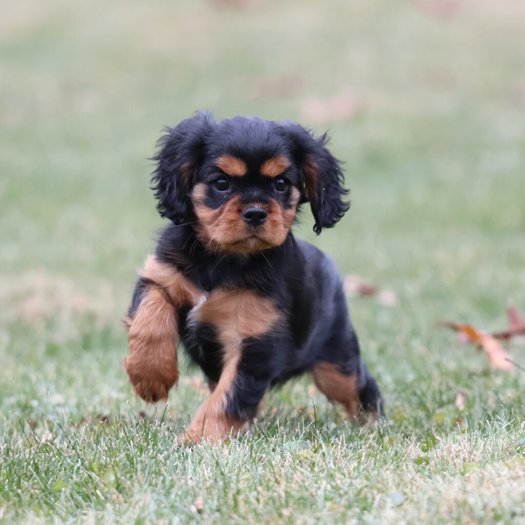 black and tan king charles cavalier