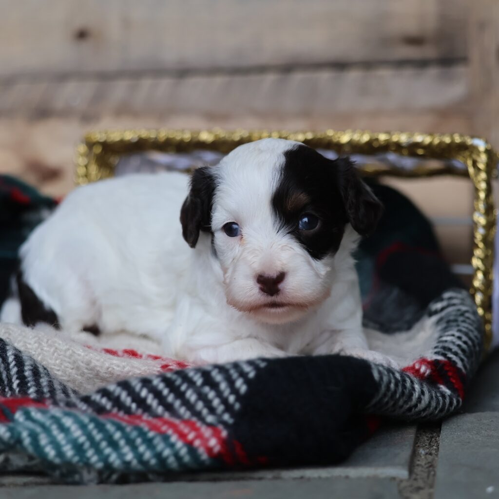 black and white cavapoo puppies