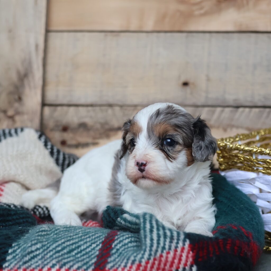 blue merle cavapoo