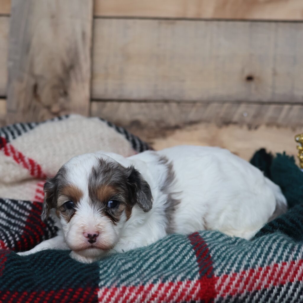 blue merle cavapoo for sale