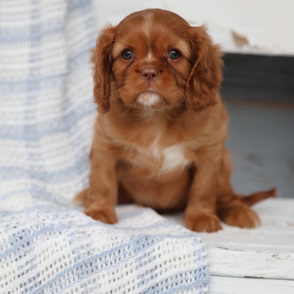 breeders of cavalier king charles spaniels