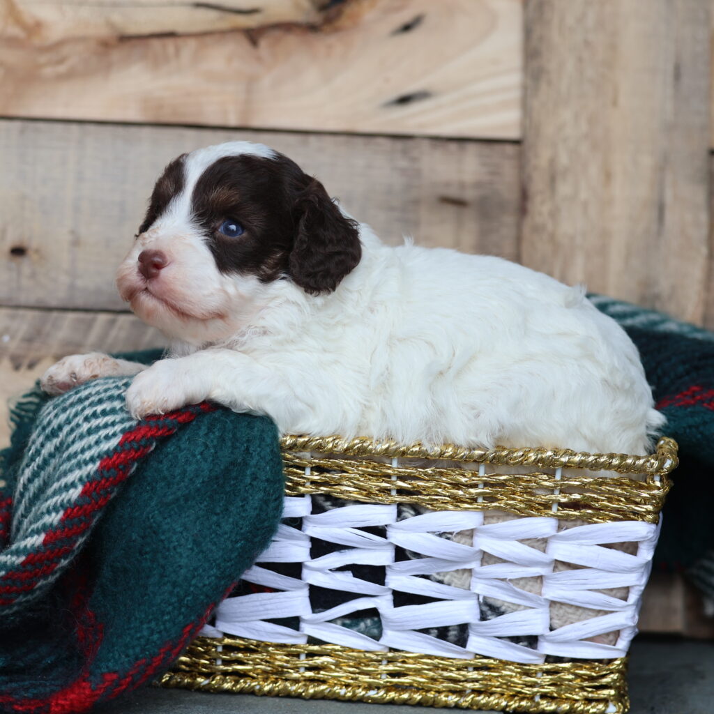 breeders of cavapoo puppies