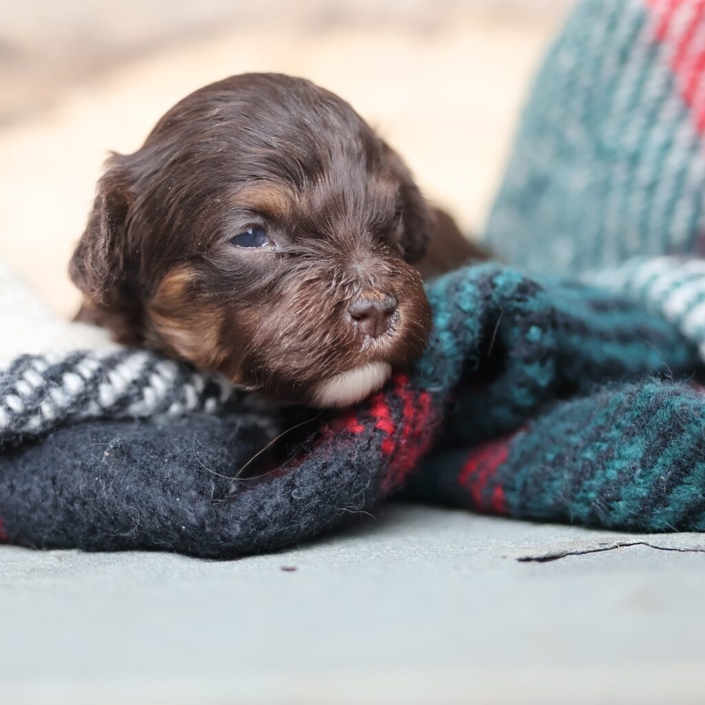 brown cavapoo