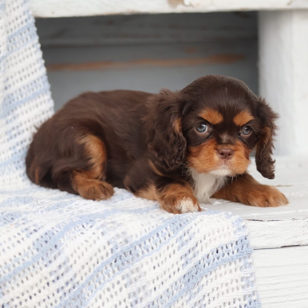 cavalier king charles spaniel