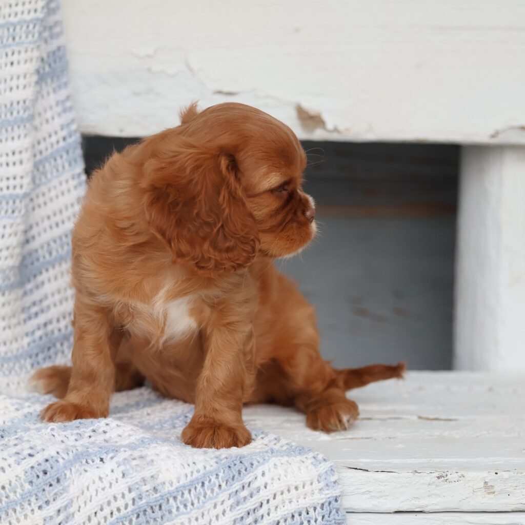 cavalier king charles spaniel near me